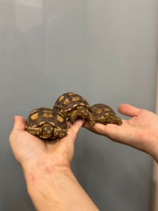 Сухопутная черепаха шпороносная с роскошной окраской