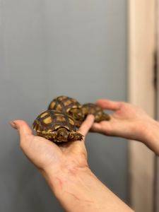 Сухопутная черепаха шпороносная с роскошной окраской