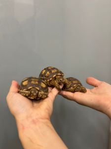 Сухопутная черепаха шпороносная с роскошной окраской
