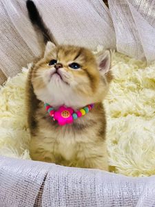 Золота шиншилла