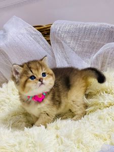 Золота шиншилла