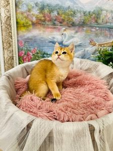 Британська золота шиншилла