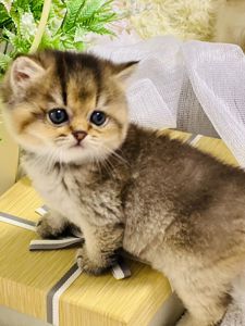 Золота шиншилла