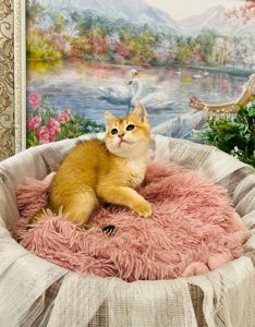 Британська золота шиншилла