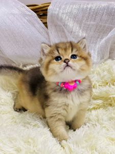Золота шиншилла
