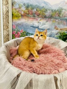 Британська золота шиншилла