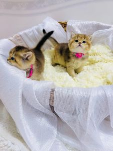 Золота шиншилла