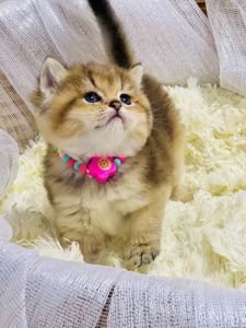 Золота шиншилла