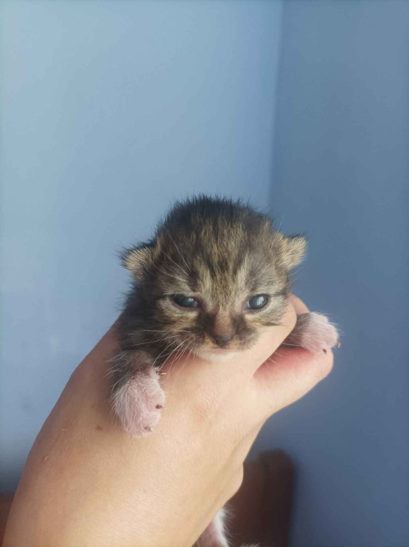 Бронь котят