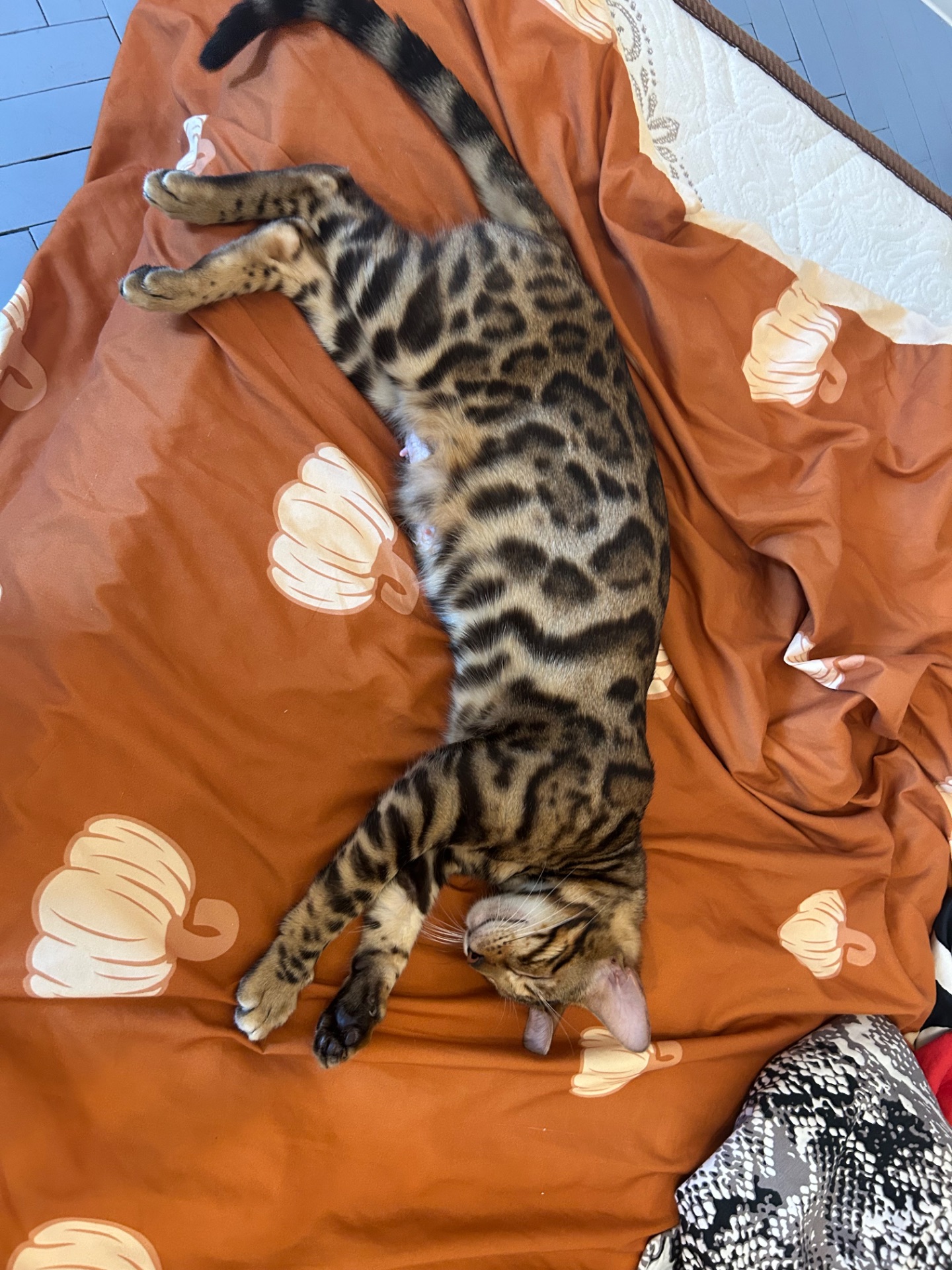 Кошенята бенгальські