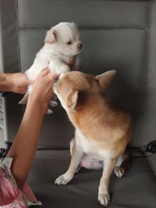 Продам цуценя чихуахуа