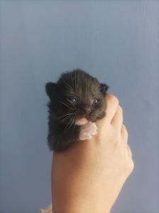 Бронь котят