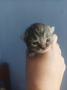 Бронь котят