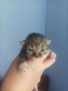 Бронь котят