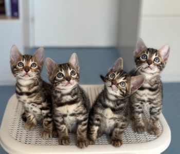 Кошенята бенгальські