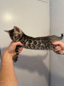 Кошенята бенгальські