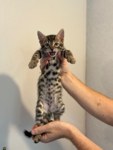 Кошенята бенгальські