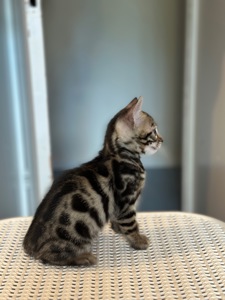 Кошенята бенгальські