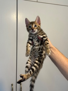 Кошенята бенгальські