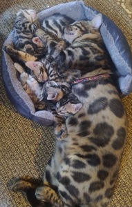 Кошенята бенгальські