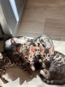 Кошенята бенгальські