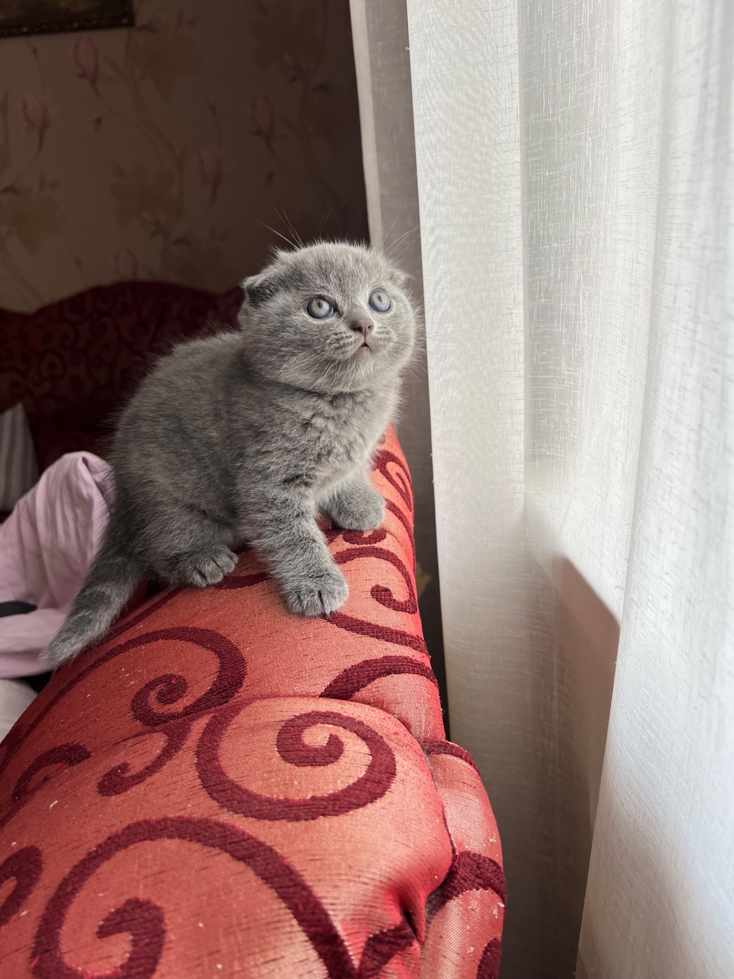 Кошенята скотіш фолд та скотіш страйт