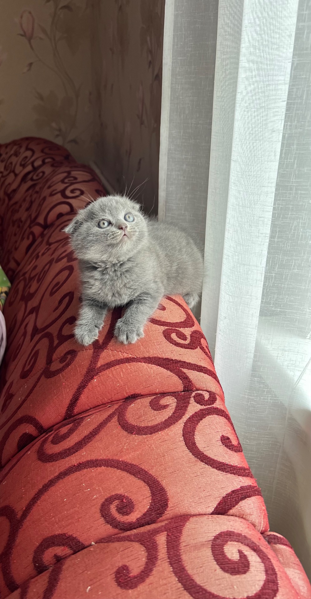 Кошенята скотіш фолд та скотіш страйт