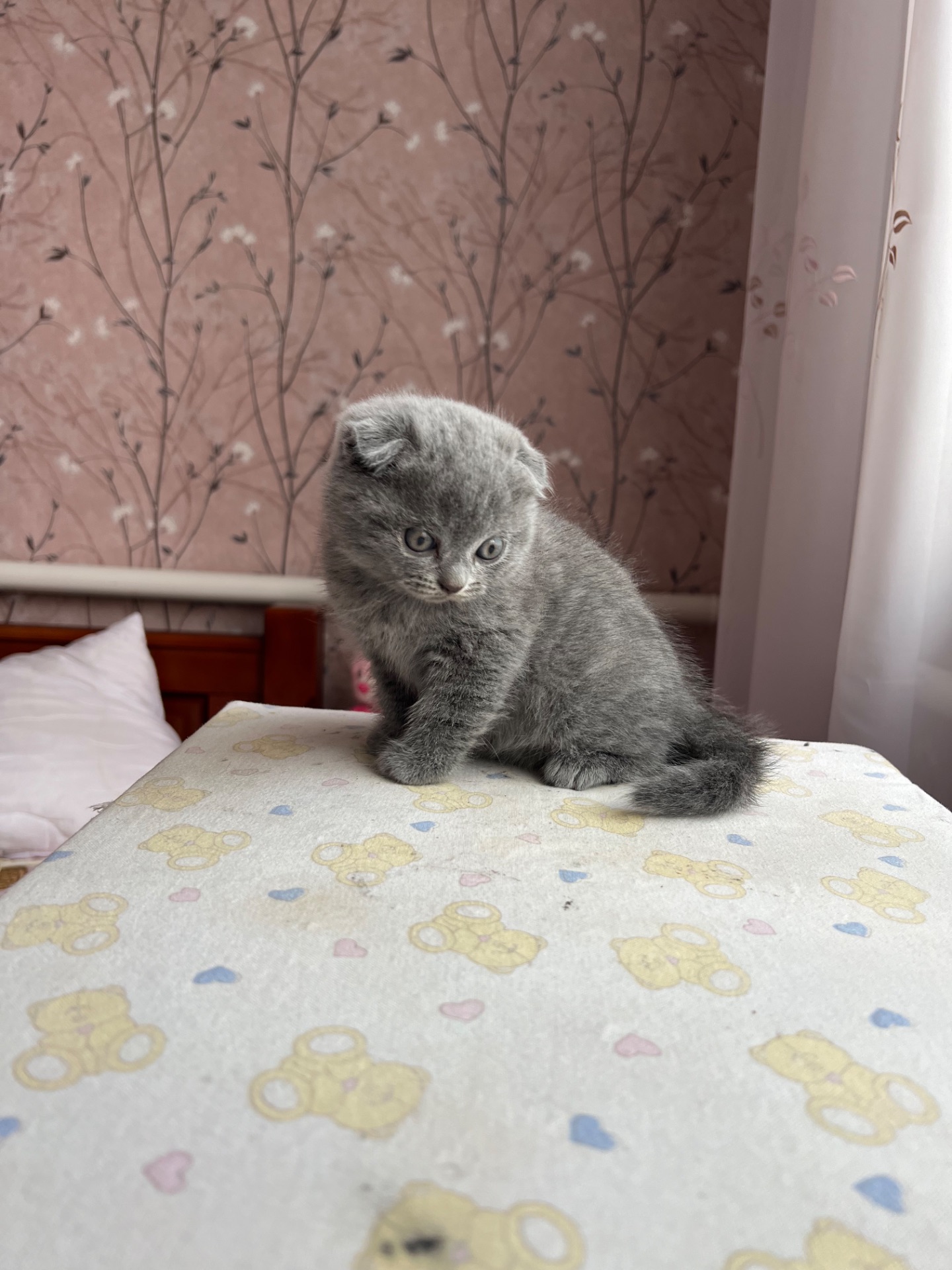 Кошенята скотіш фолд та скотіш страйт