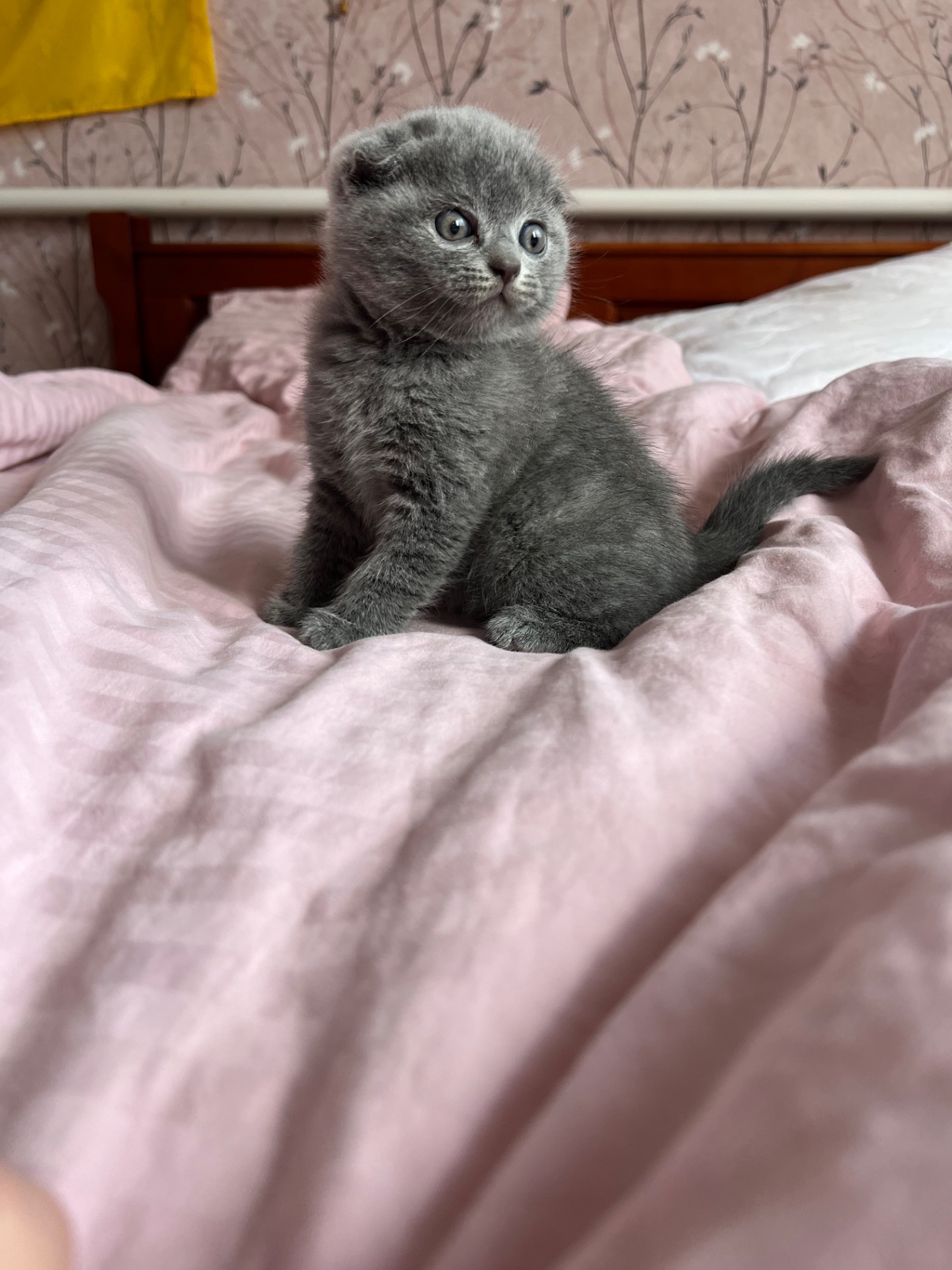 Кошенята скотіш фолд та скотіш страйт