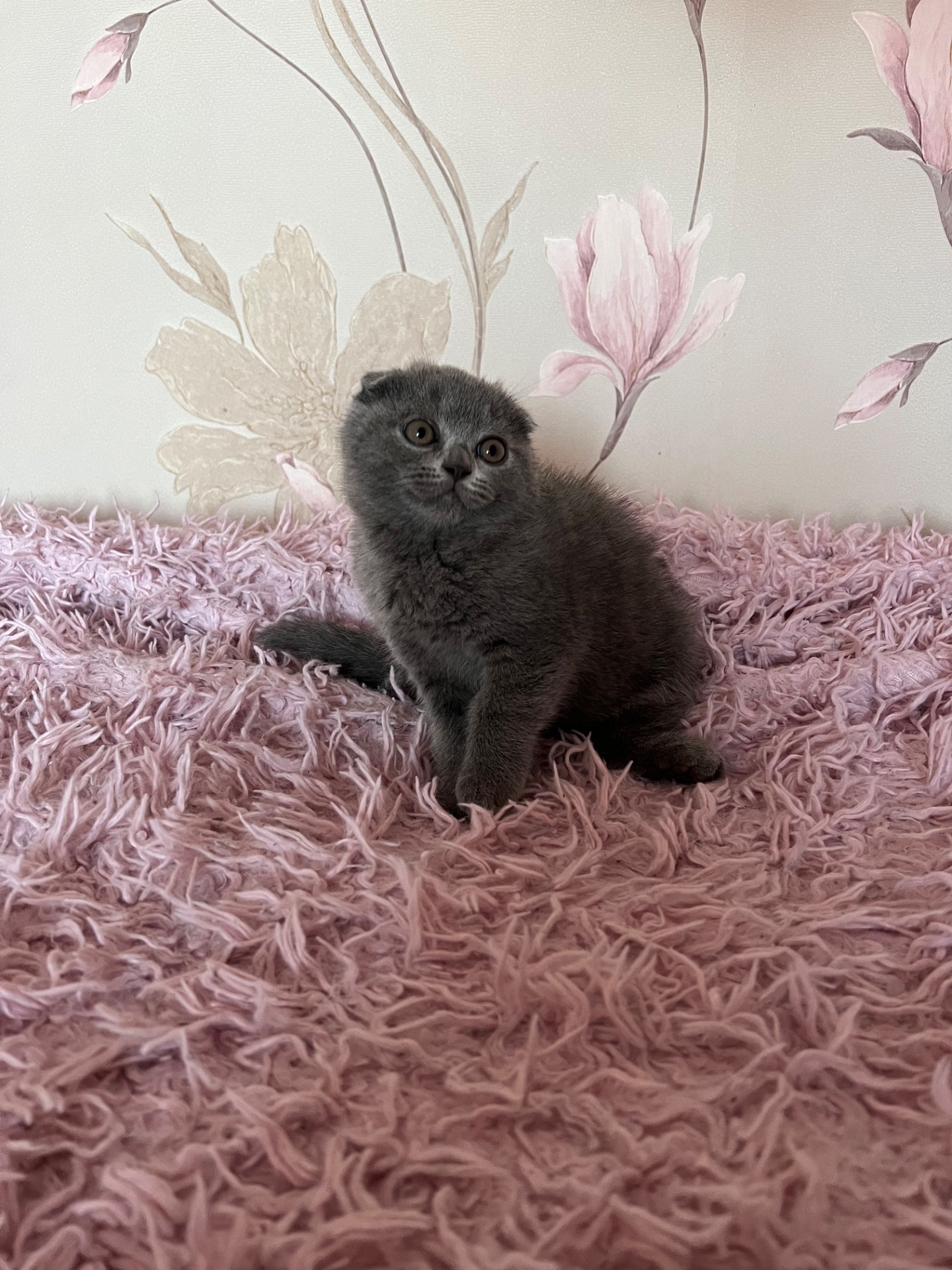 Кошенята скотіш фолд та скотіш страйт