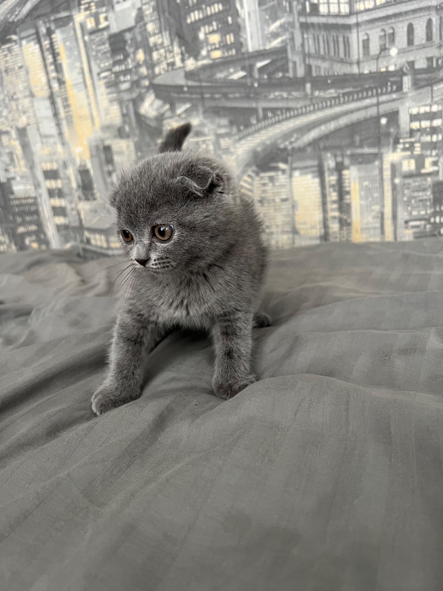 Кошенята скотіш фолд та скотіш страйт