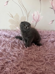Кошенята скотіш фолд та скотіш страйт