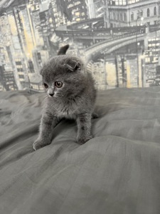 Кошенята скотіш фолд та скотіш страйт