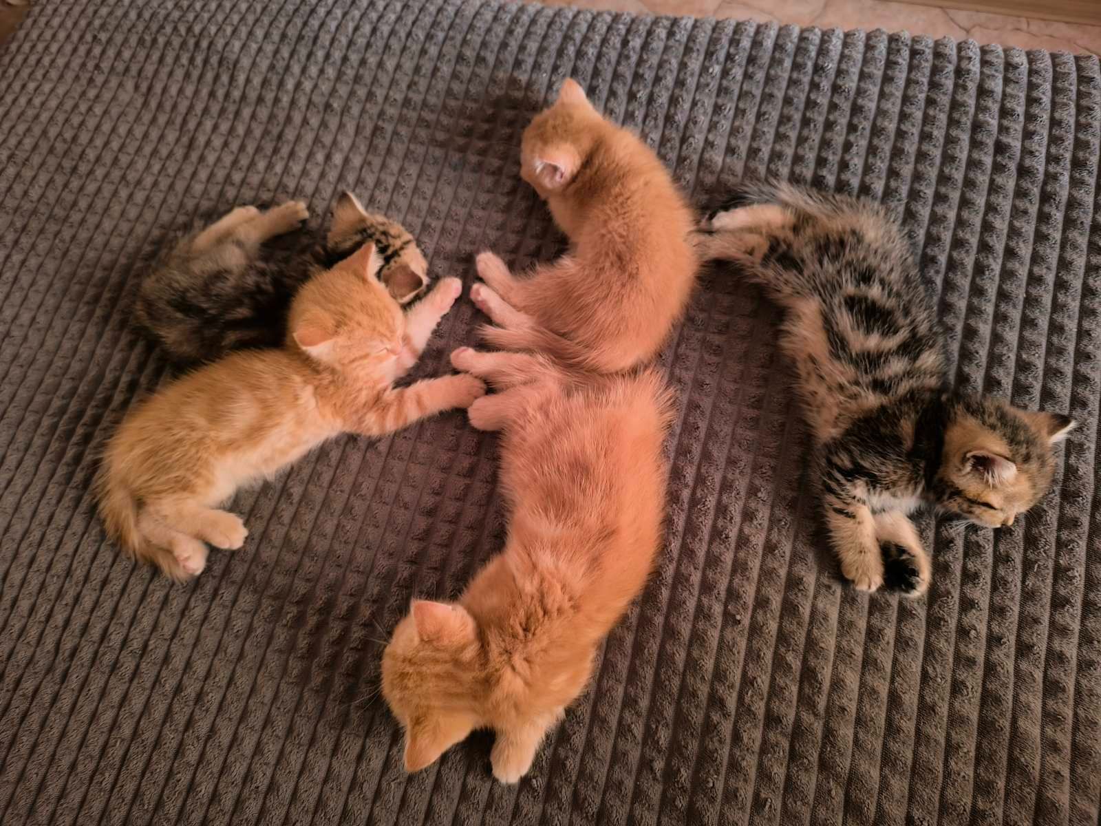 Кошенята шотландські