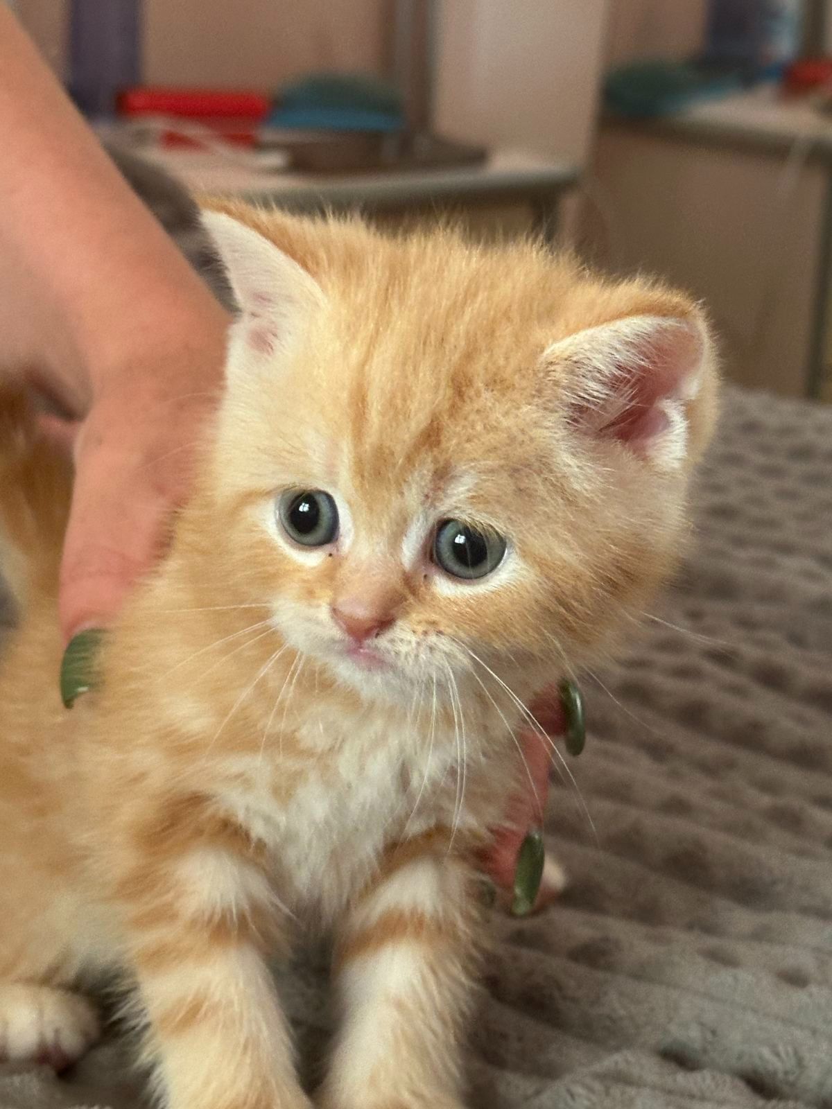 Кошенята шотландські