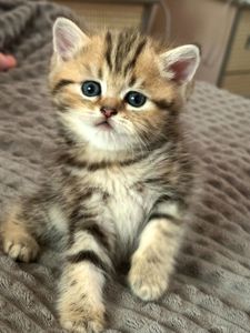 Кошенята шотландські