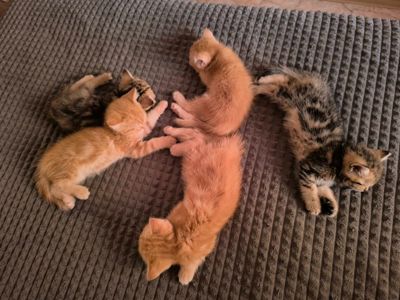 Кошенята шотландські