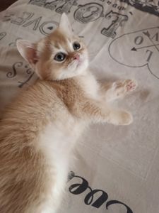 Кошенята шотландські