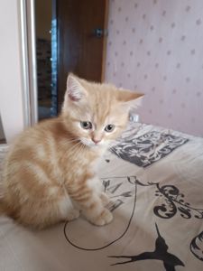 Кошенята шотландські