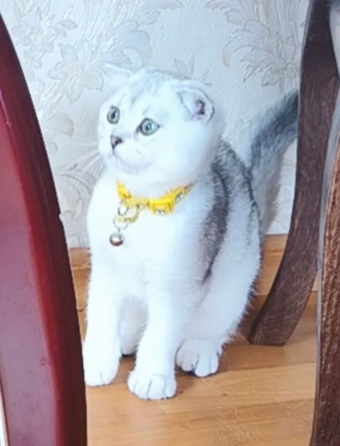 Шотландська срібна шиншила