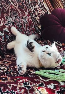 Шотландська срібна шиншила