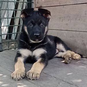 Продам щенков немецкой овчарки