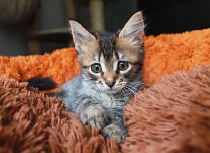 Тигруля