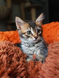 Тигруля