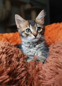 Тигруля
