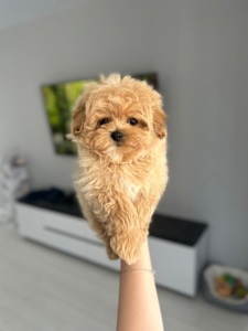Мальчик мальтипу ф1 с baby face миниатюрный