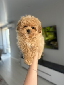 Мальчик мальтипу ф1 с baby face миниатюрный