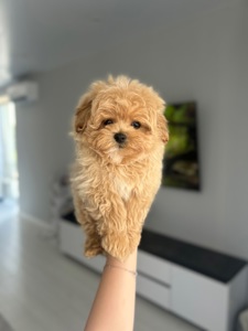 Мальчик мальтипу ф1 с baby face миниатюрный