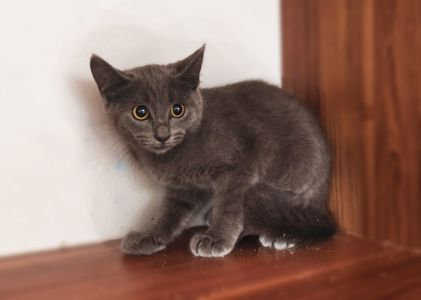 Шанель