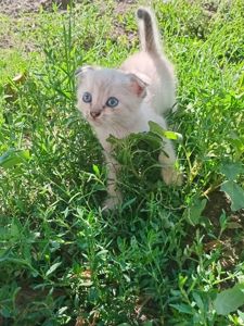 Малыши есть от вислоухой кошки так же и от чорной